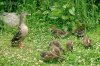 duckling02.s.jpg