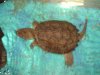 Jordans fish_022.JPG