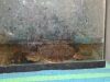 Jordans fish_024.JPG