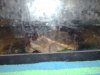 Jordans fish_025.JPG
