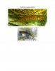 pinnicaudatus1_Page_2.jpg