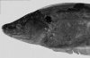 xingu1.jpg