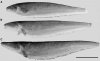 apteronotus bonapartii.jpg