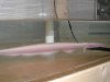 tamandua3.jpg