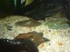 Stingray4.JPG