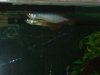 arowanas 001.jpg