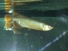 arowanas 004.jpg