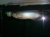 arowanas 008.jpg