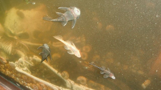 DSCF1418.JPG