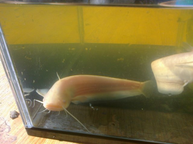 Has anyone ever kept a Albino Wels Catfish in a pond