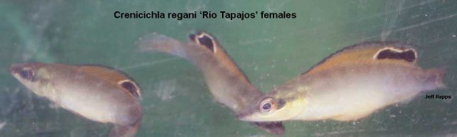 regani.tapaj.jpg