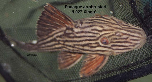 L027.jpg