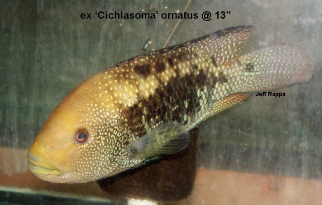 ornat12.jpg
