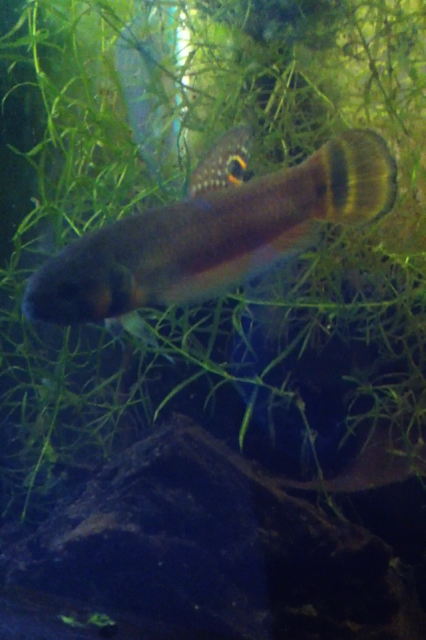 betta.PNG