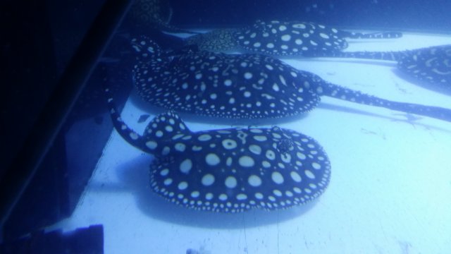 sibling to superstar1.jpg