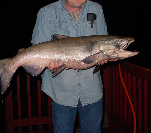 fish1.png