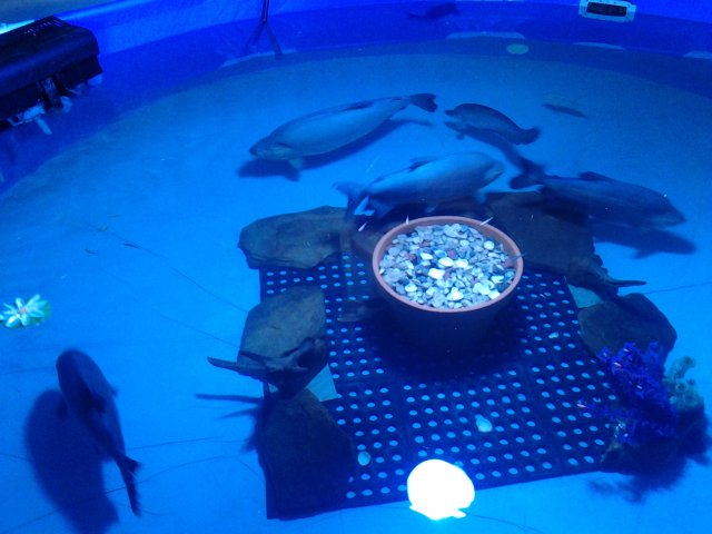 20150603_180713.jpg 20150603_180713.jpg