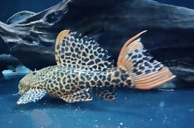 IMG_20150607_231120.jpg IMG_20150607_231120.jpg