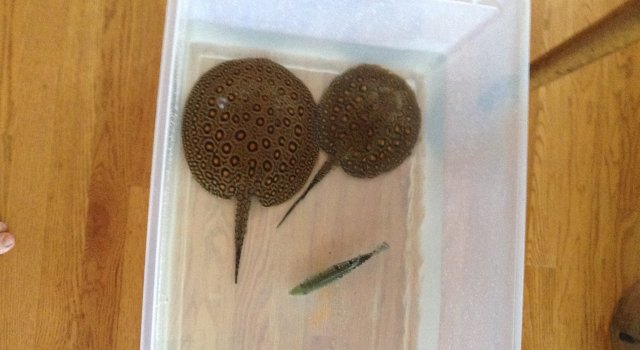 rays and bass in tub top view 8:14:25 300 move.JPG