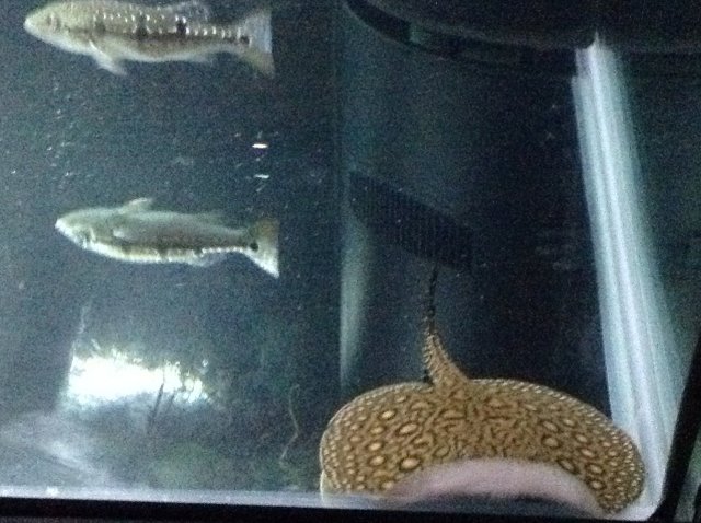 ray and bass 6:15:15.jpeg