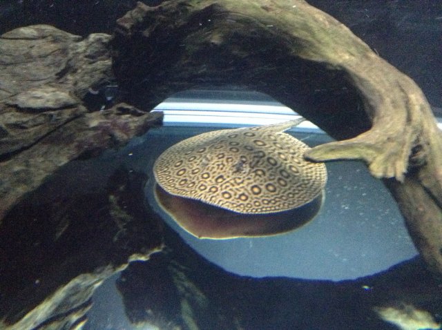 ray under the wood 6:15:15.jpeg