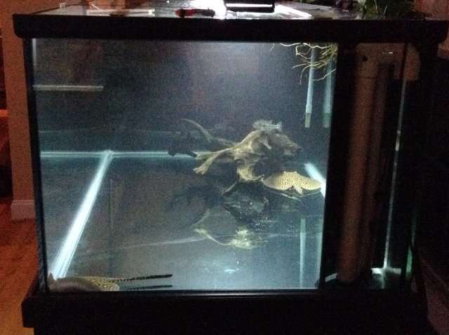 300 side view 6:15:15.jpeg