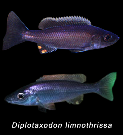 diplotaxodon.jpg