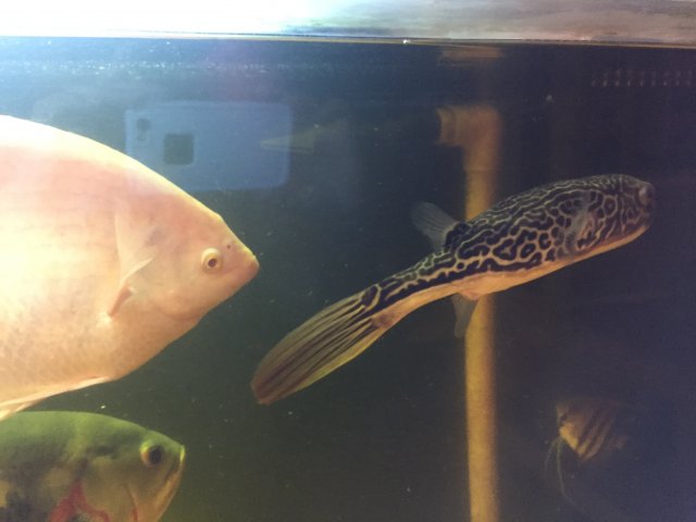 puffer 5.jpg