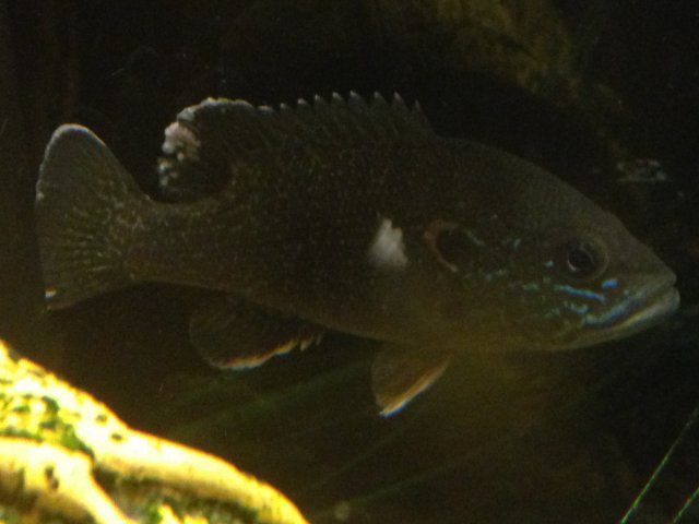Bluegill.jpg