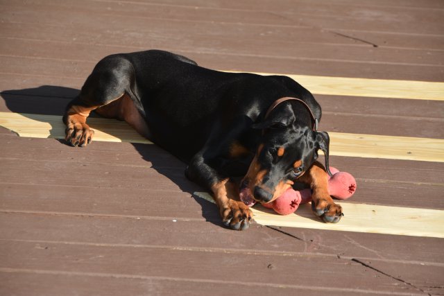 pup 019.JPG