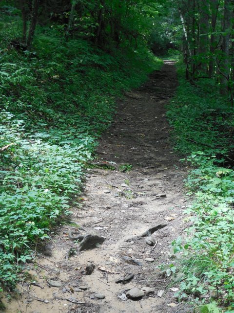 trail.jpg