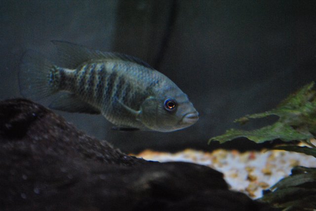 DSC_0128.JPG