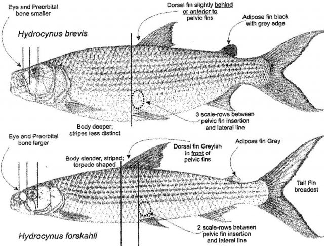 Tigerfish, Feed and Grow Fish Wikia