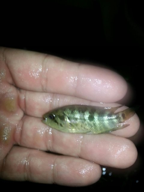 Yellow Jacket Fry Hybrid 2.jpg