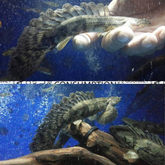 longfin endlicheri.jpg longfin endlicheri.jpg