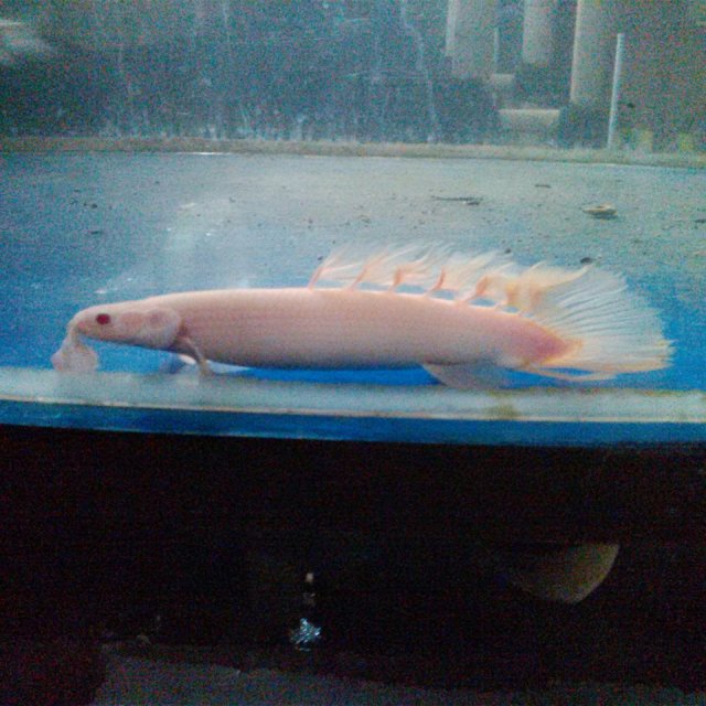 overlap longfin nose.jpg