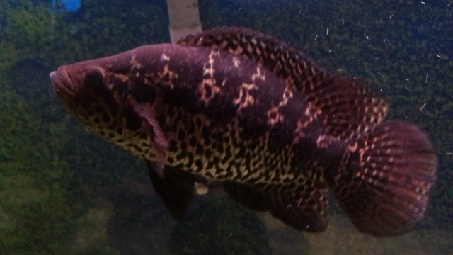 IMG_20150708_010315_088.jpg