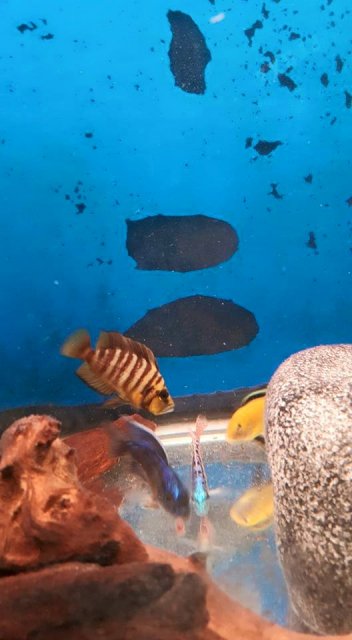 11709711_965142710196071_3067640386660340818_n.jpg 11709711_965142710196071_3067640386660340818_n.jpg