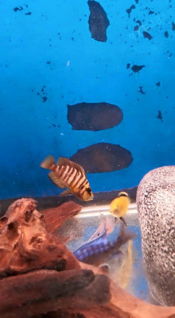 11665744_965142700196072_7100518724996101127_n.jpg 11665744_965142700196072_7100518724996101127_n.jpg