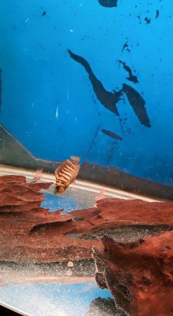 10953190_965142740196068_4838979288039846817_n.jpg 10953190_965142740196068_4838979288039846817_n.jpg