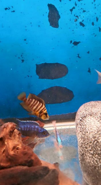 11745687_965142726862736_8238568935343480107_n.jpg 11745687_965142726862736_8238568935343480107_n.jpg