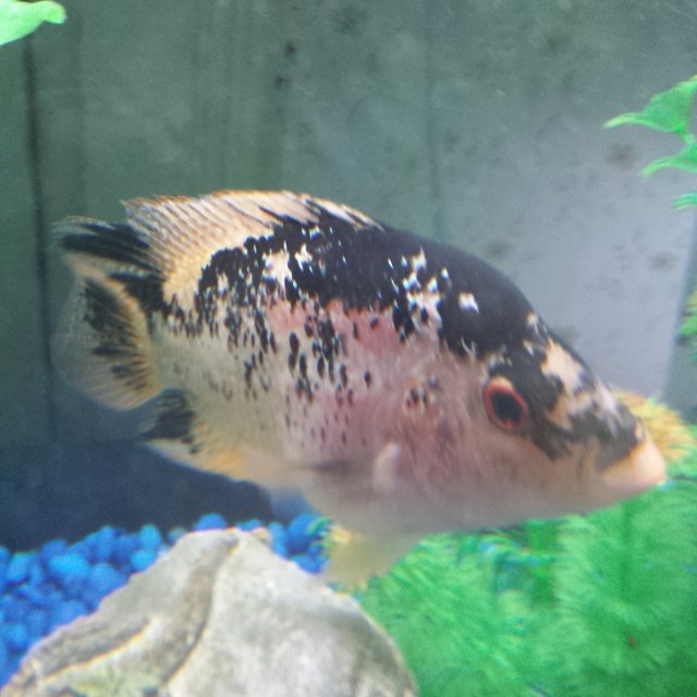 Fader flowerhorn???