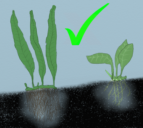 plants2.png