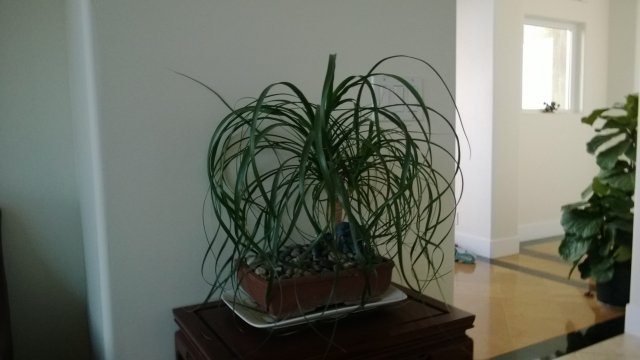 palm1.jpg