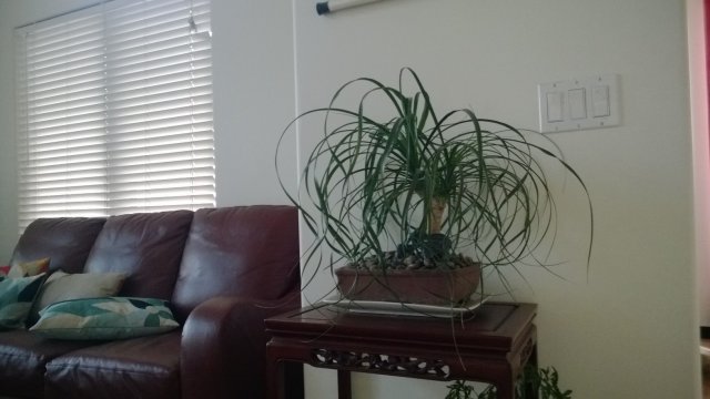 palm2.jpg
