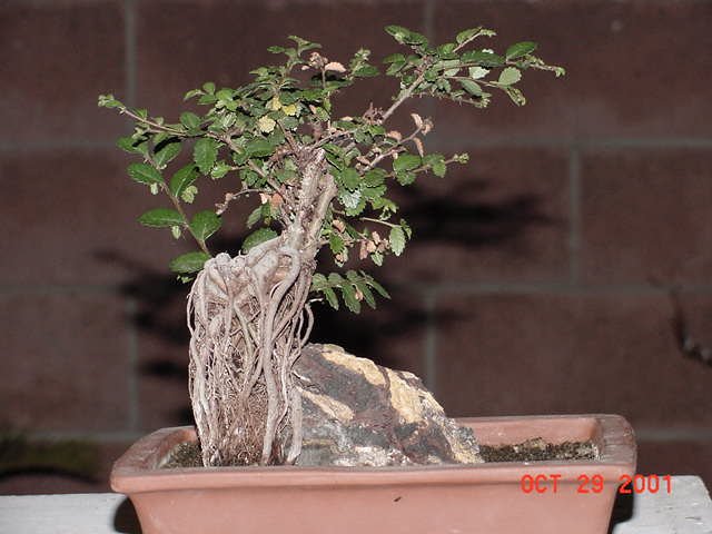 Elm Small.jpg