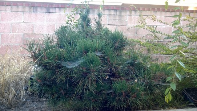 pine2.jpg