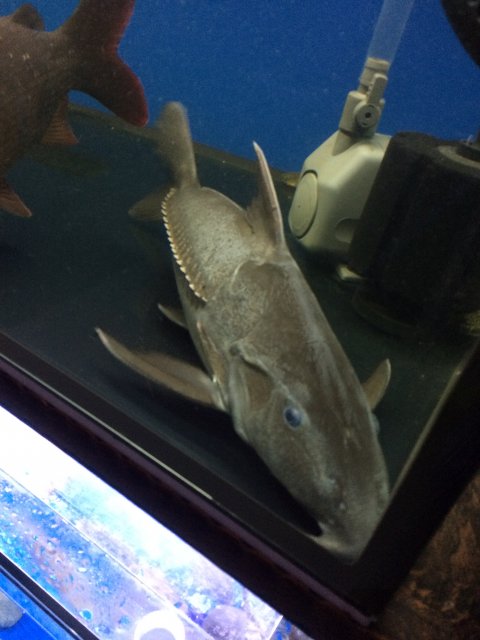 For Sale - Monster Niger Catfish (Ripsaw Catfish