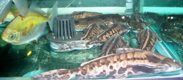 100_6070.JPG