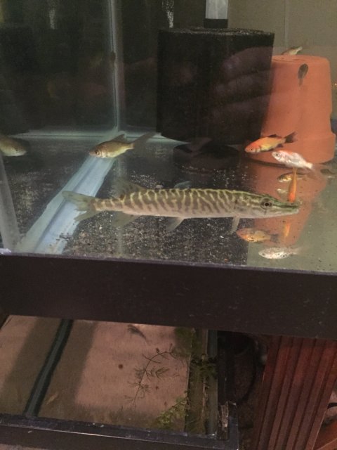 Tiger Muskie.JPG